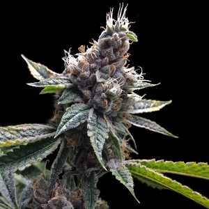 DNA Genetics - Florida OG