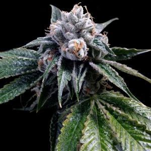 DNA Genetics - Lemon Walker