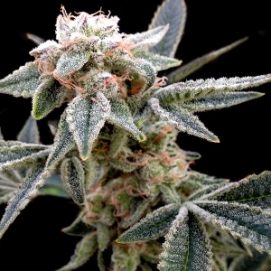 DNA Genetics - White Alien