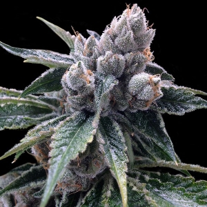 DNA Genetics - White Walker Kush
