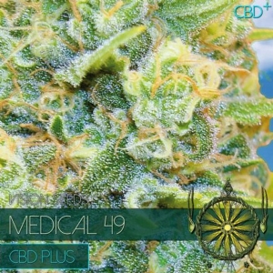 Vision Seeds - Medical 49 CBD