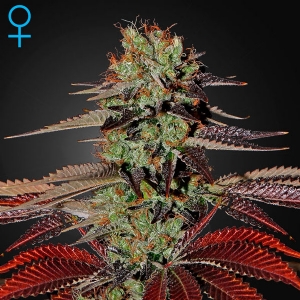 Green House - Kings Kush Auto