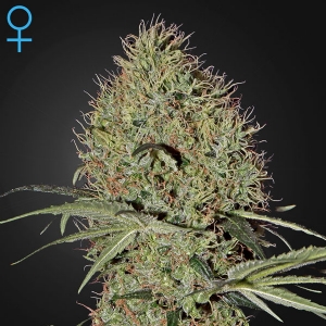 Green House - Super Bud Auto