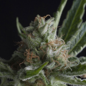 Pyramid Seeds - Shark