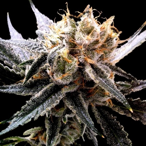 DNA Genetics - (RP) - Sour Tangie Regolare