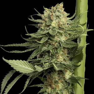 DNA Genetics - 24K Gold