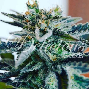 Delicious Seeds - Sugar Black Rose