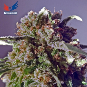 Positronics - CBD Black Widow