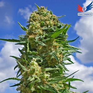 Positronics - Black Widow