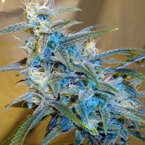 Cannabiogen - Sugarloaf