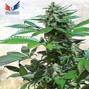 Positronics - Blue Rhino