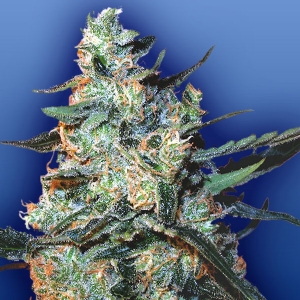 Flying Dutchmen - Mix di Semi femminizzati TFD