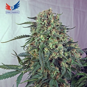 Positronics - Caramelice