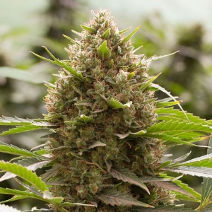 Dinafem - Amnesia Kush