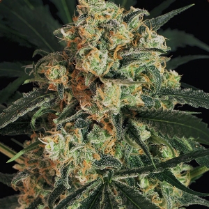 Exotic Seed - A.A.A. Auto