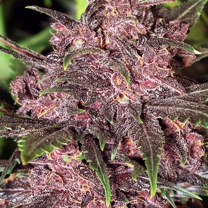 Exotic Seed - Black Haze Auto