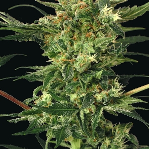 Exotic Seeds - Devil Kush Regolare