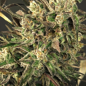 Exotic Seeds - Exotic Colours
