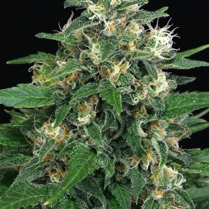 Exotic Seeds - Exotic Thai