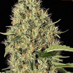 Exotic Seeds - Gipsy Widow