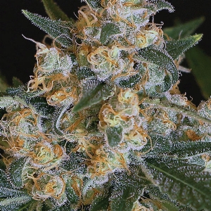 Exotic Seeds - Lemon Candy