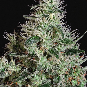 Exotic Seeds - Mango Cream Regolare