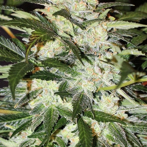Exotic Seeds - Monster Mash Auto