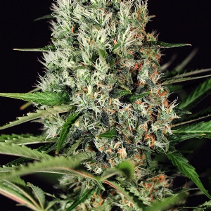 Exotic Seeds - Quick Mass