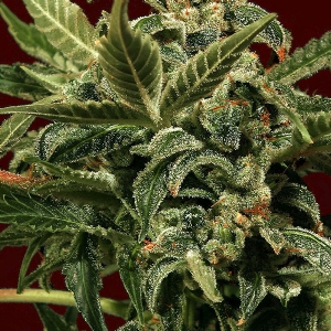 Exotic Seeds - Russian Auto