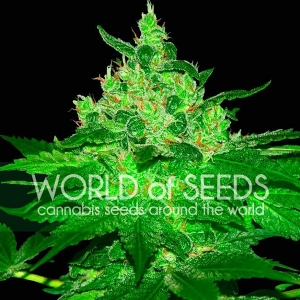 World of Seeds - Afghan Kush
