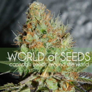 World of Seeds - Afghan Kush Special