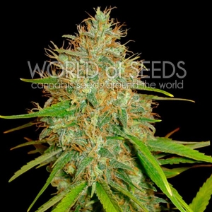 World of Seeds - Afghan Kush x Skunk