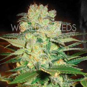 World of Seeds - Afghan Kush x White Widow