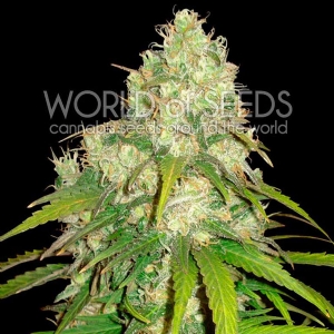 World of Seeds - Afghan Kush x Yumbolt