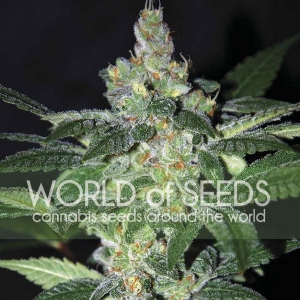 World of Seeds - Amnesia
