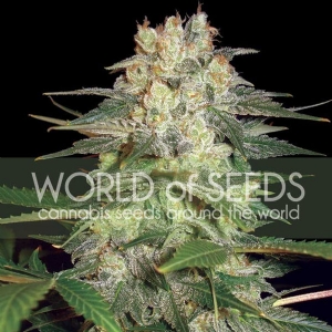 World of Seeds - Afghan Kush Ryder Auto