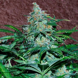 World of Seeds - Amnesia Auto