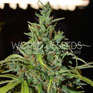 World of Seeds - Neville Haze Auto