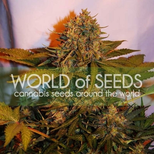 World of Seeds - Northern Light x Big Bud Auto
