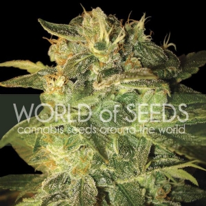 World of Seeds - Sugar Mango Ryder Auto