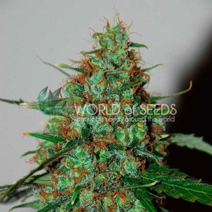 World of Seeds - Wild Thailand Ryder Auto