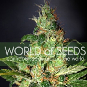 World of Seeds - Chronic Haze