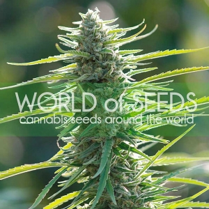 World of Seeds - Colombian Gold