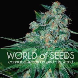 World of Seeds - Ketama