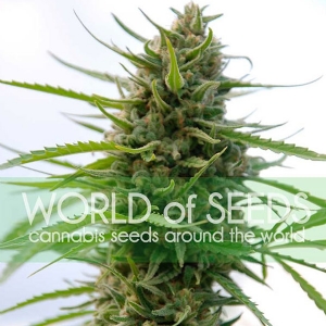 World of Seeds - Kilimanjaro