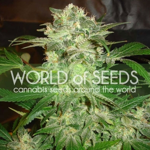 World of Seeds - Mazar Kush