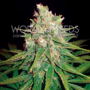 World of Seeds - Mazar x Great White Shark