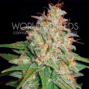 World of Seeds - Mazar x White Rhino