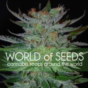 World of Seeds - New York 47