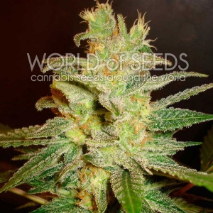 World of Seeds - Northern Light x Big Bud